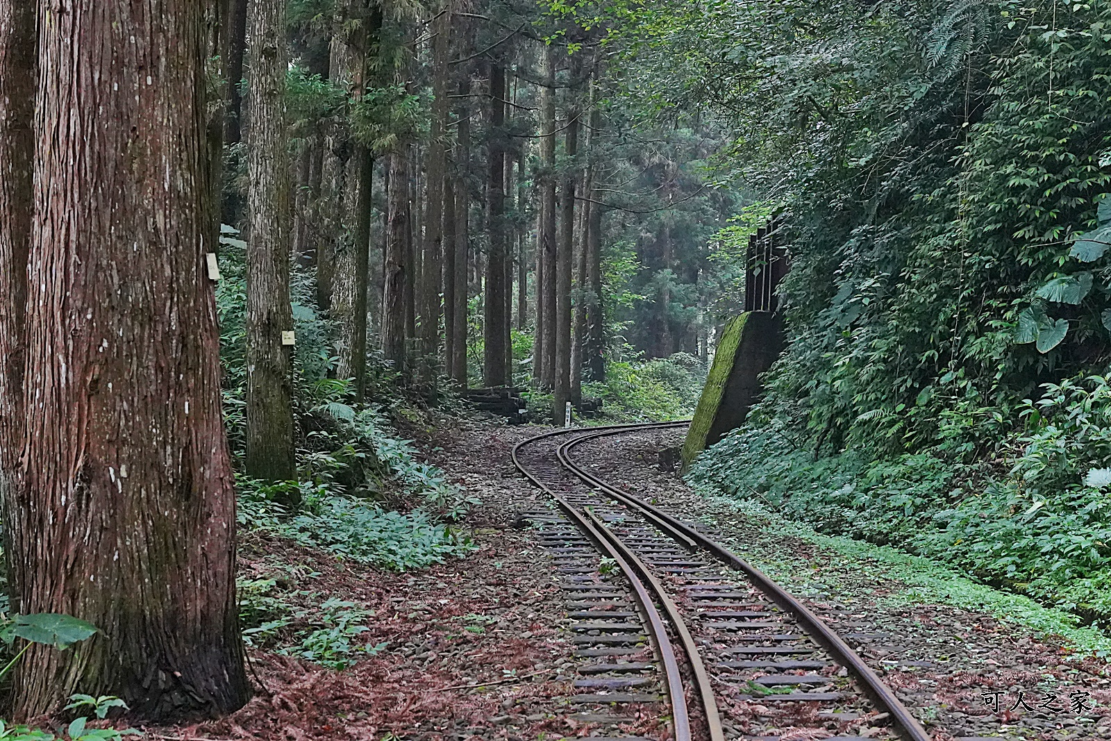 嘉義阿里山景點,多林火車站