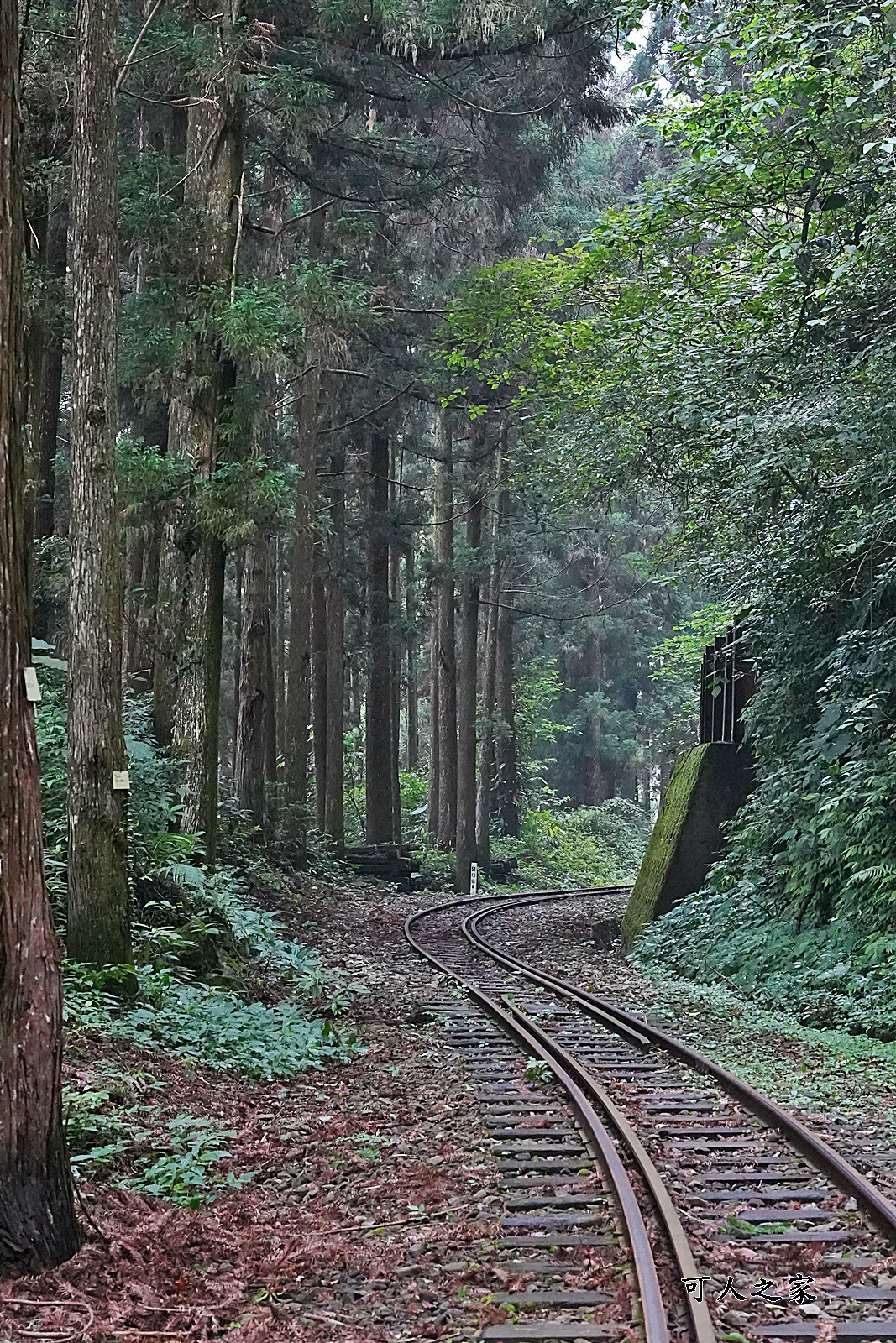 嘉義阿里山景點,多林火車站