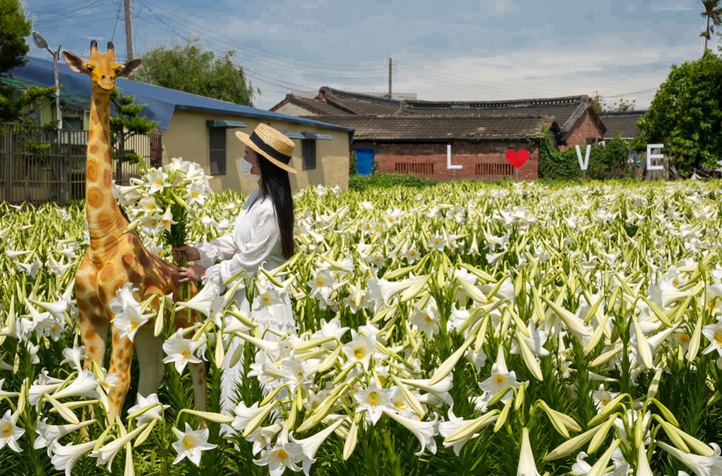 孤挺花百合花,新秘境,雲林四湖花海,雲林百合花