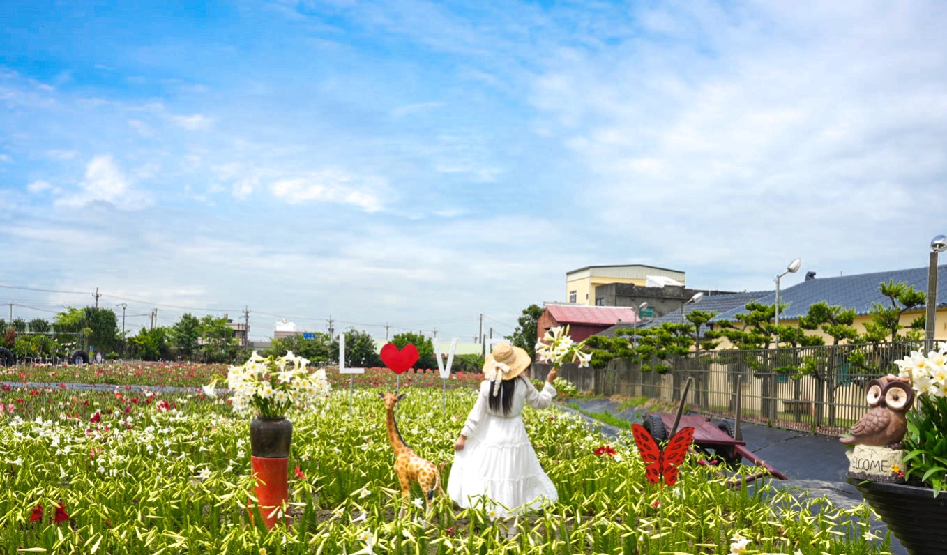 孤挺花百合花,新秘境,雲林四湖花海,雲林百合花