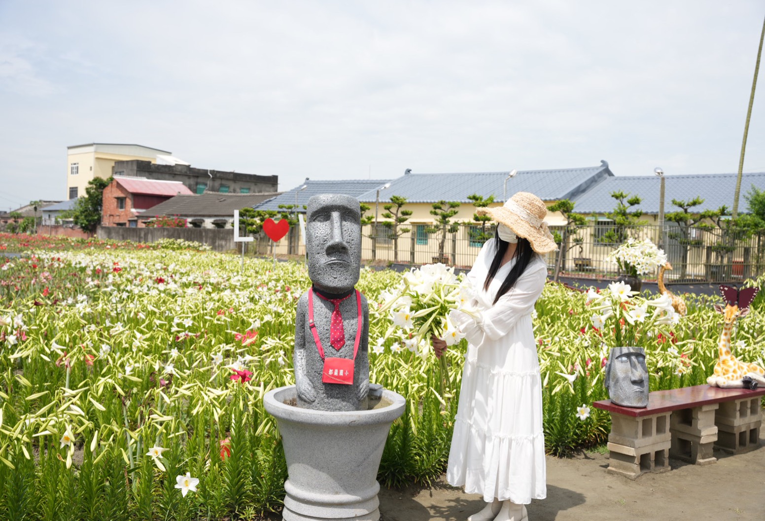 孤挺花百合花,新秘境,雲林四湖花海,雲林百合花