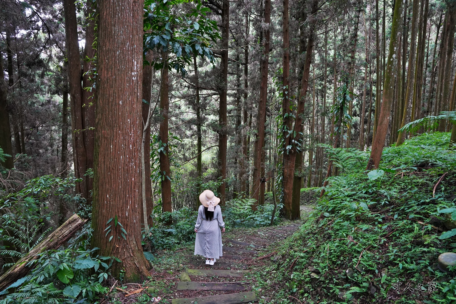 來吉古道,來吉步道,十字路車站,嘉義阿里山