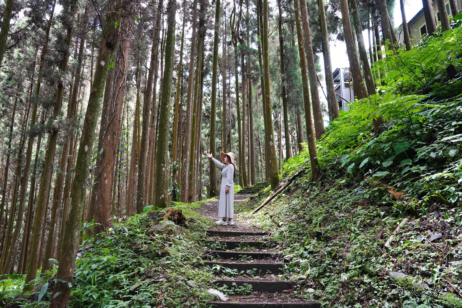 來吉古道,來吉步道,十字路車站,嘉義阿里山