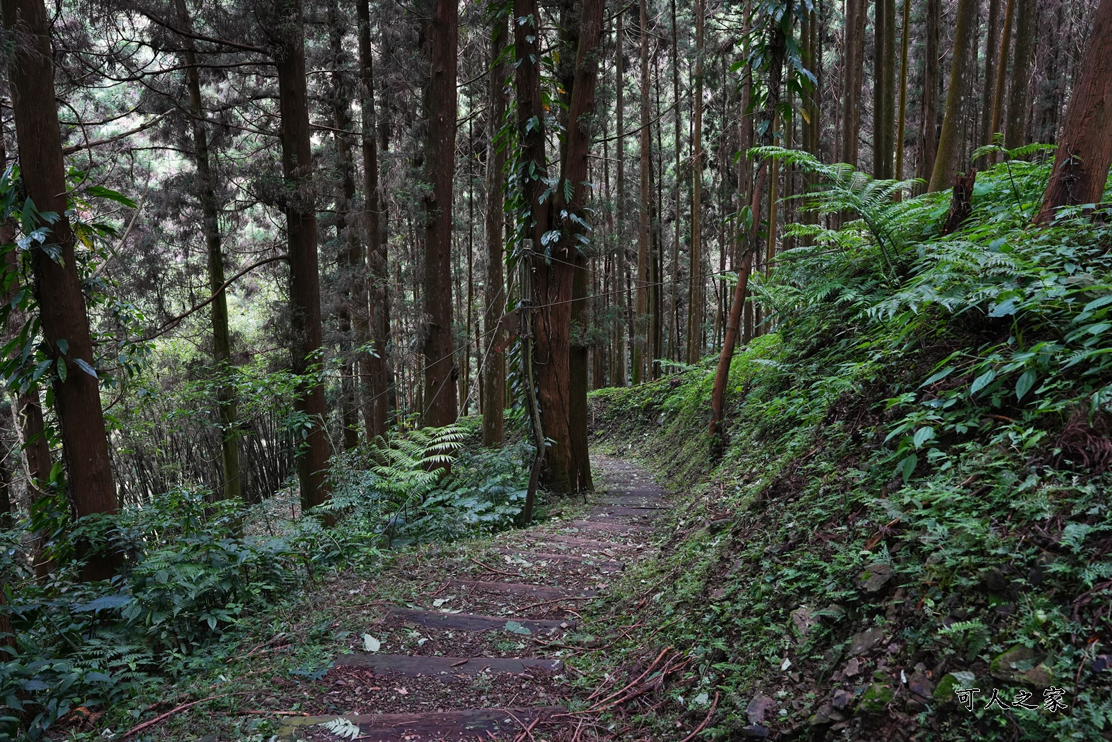 來吉古道,來吉步道,十字路車站,嘉義阿里山