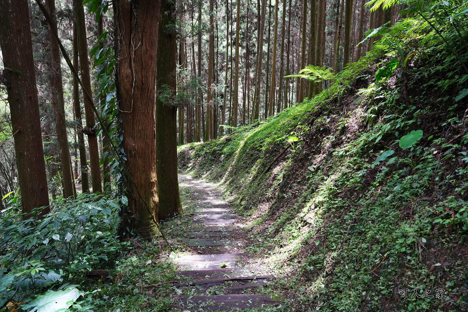 來吉古道,來吉步道,十字路車站,嘉義阿里山