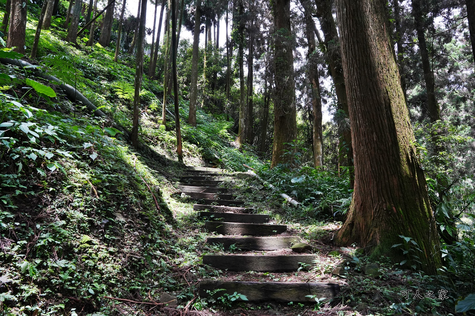 來吉古道,來吉步道,十字路車站,嘉義阿里山