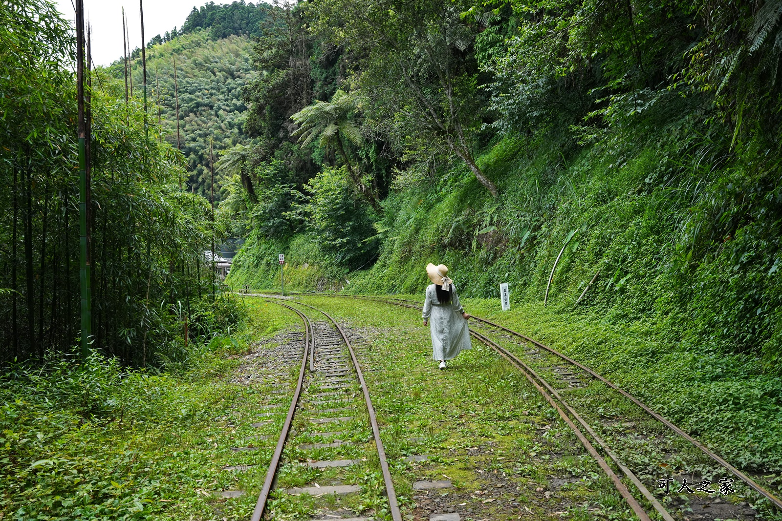 來吉古道,來吉步道,十字路車站,嘉義阿里山