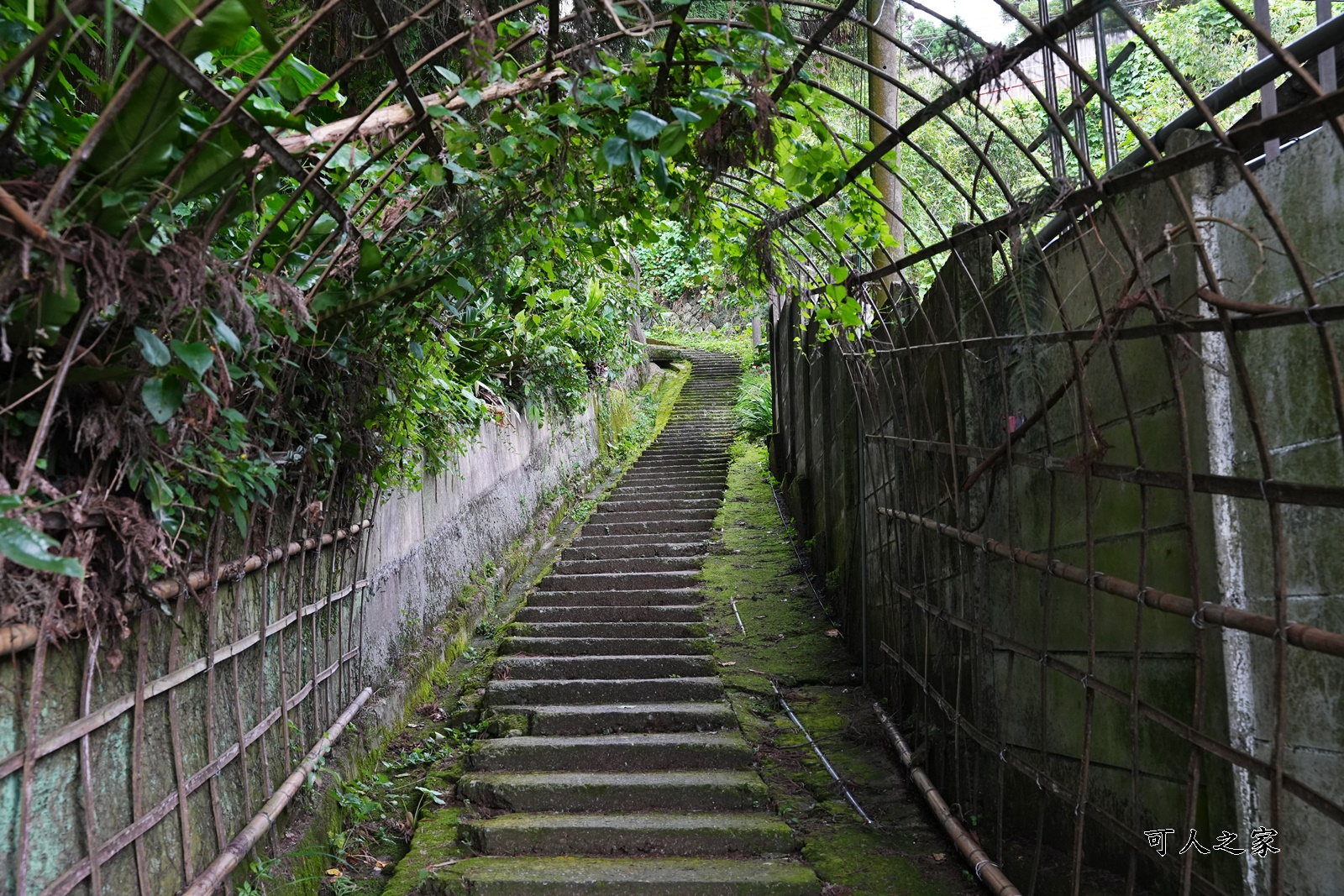 來吉古道,來吉步道,十字路車站,嘉義阿里山