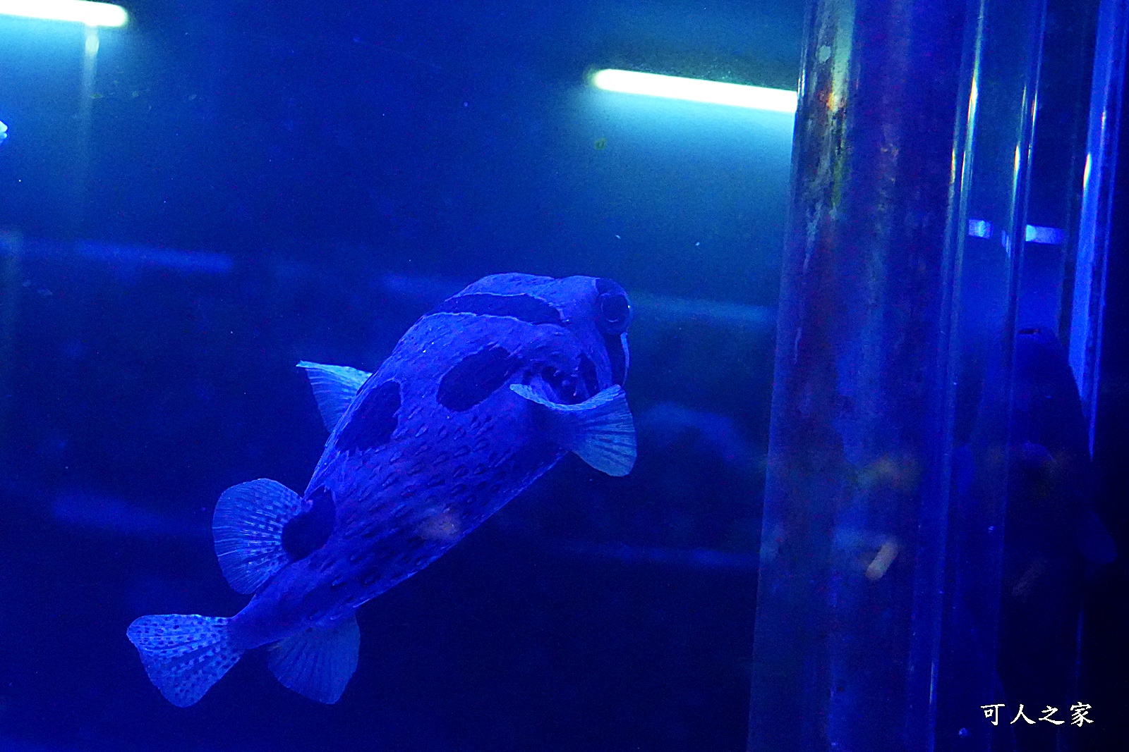 屏東新景點,屏東農科園區觀賞水族動物展示中心