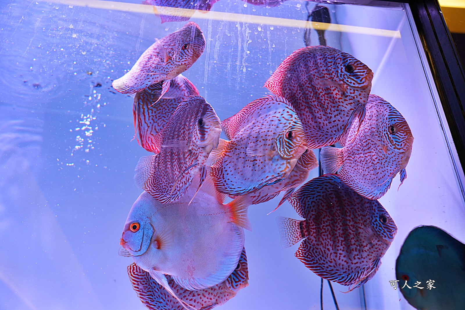 七彩神仙魚主題館,人本自然七彩神仙魚主題餐廳,南投可餵魚餐廳,南投多人聚餐,南投草屯CP值極高,草屯水旅館,草屯美食