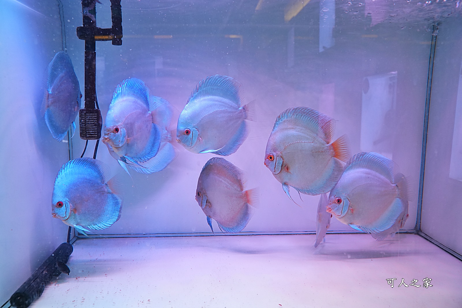 七彩神仙魚主題館,人本自然七彩神仙魚主題餐廳,南投可餵魚餐廳,南投多人聚餐,南投草屯CP值極高,草屯水旅館,草屯美食