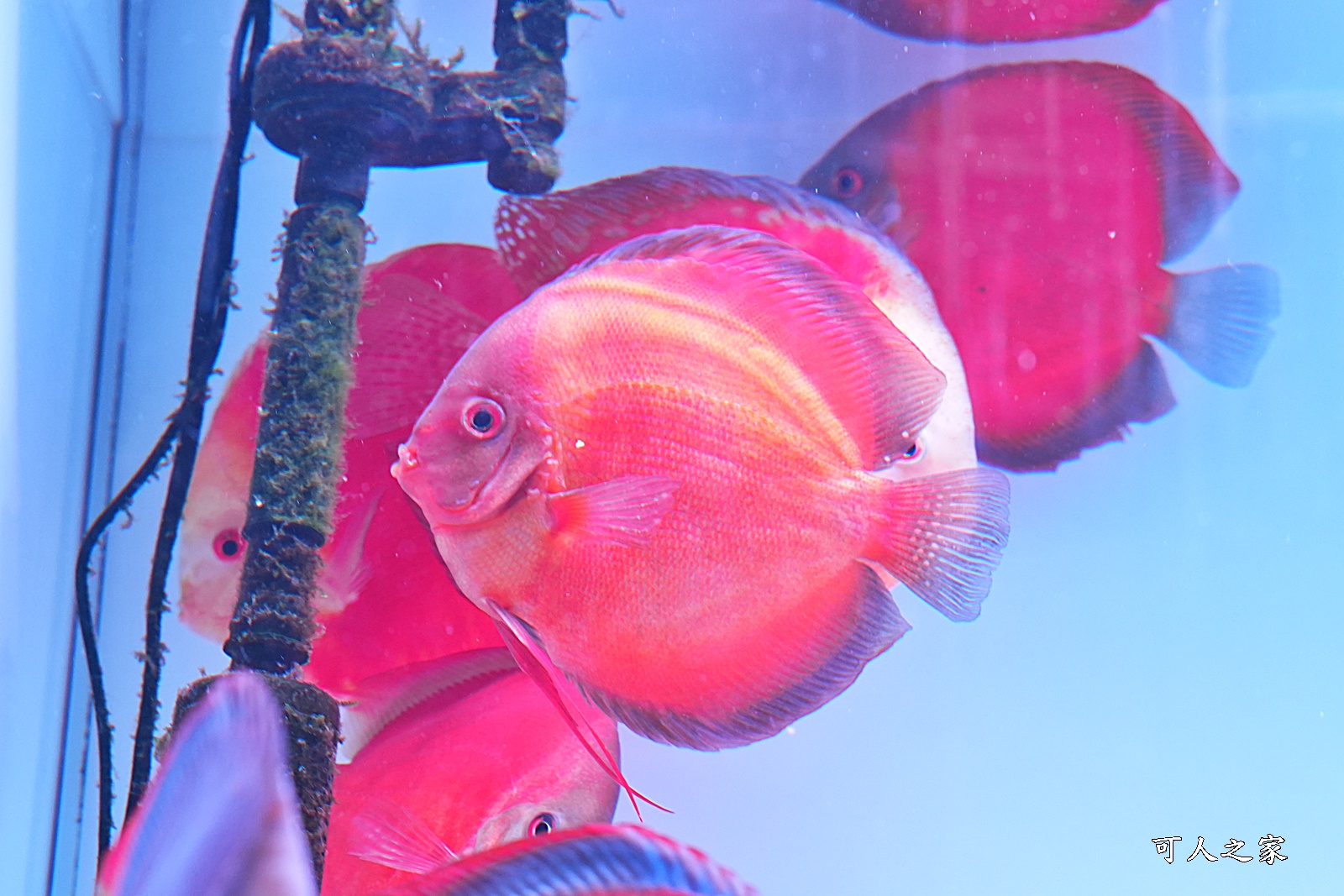 七彩神仙魚主題館,人本自然七彩神仙魚主題餐廳,南投可餵魚餐廳,南投多人聚餐,南投草屯CP值極高,草屯水旅館,草屯美食