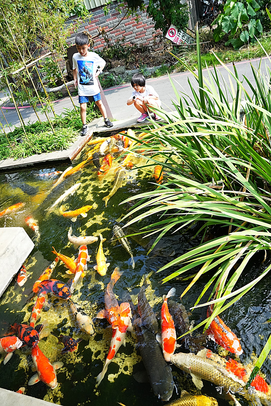 七彩神仙魚主題館,人本自然七彩神仙魚主題餐廳,南投可餵魚餐廳,南投多人聚餐,南投草屯CP值極高,草屯水旅館,草屯美食