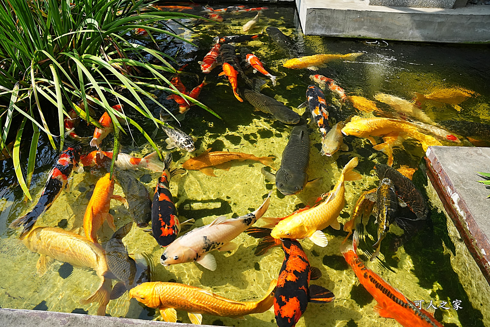 七彩神仙魚主題館,人本自然七彩神仙魚主題餐廳,南投可餵魚餐廳,南投多人聚餐,南投草屯CP值極高,草屯水旅館,草屯美食