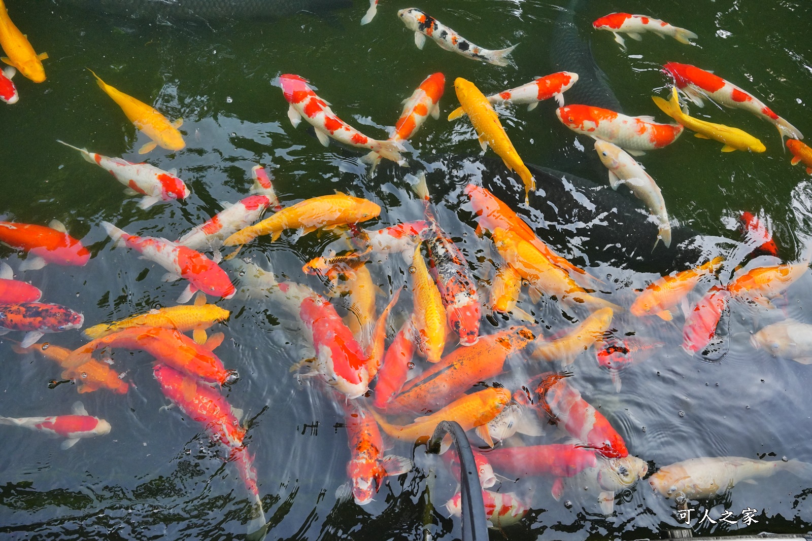 一日遊,大沙坑,奶酪,布丁好吃,新景點,餵牛