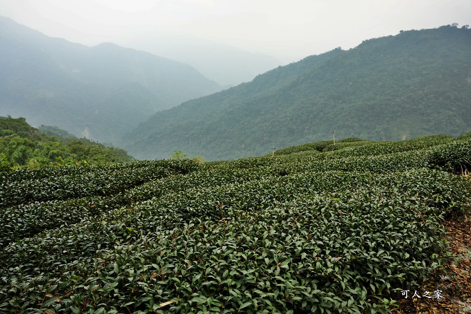 丞豐休閒農莊,古坑景點,古坑華山,華山最高景觀餐廳