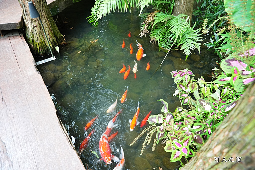 享自在休閒生態園區,台中新社景點,歲月山丘享自在,波爾羊,落羽松水上步道,體驗奉茶和一顆鳳梨酥,鹿寮享自在