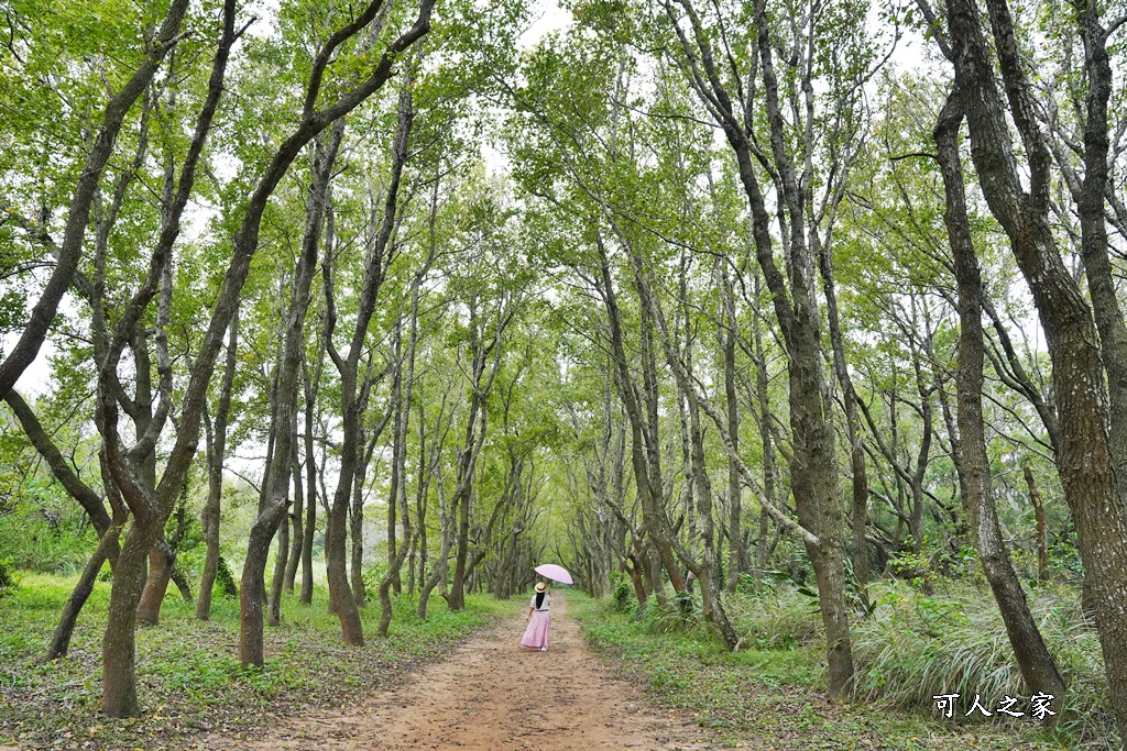 延伸閱讀：苗栗【頭份後花園-老崎古道】楓林步道婚紗秘境.扶桑花步道~龍貓隧道.楓林吊橋.竹林秘境