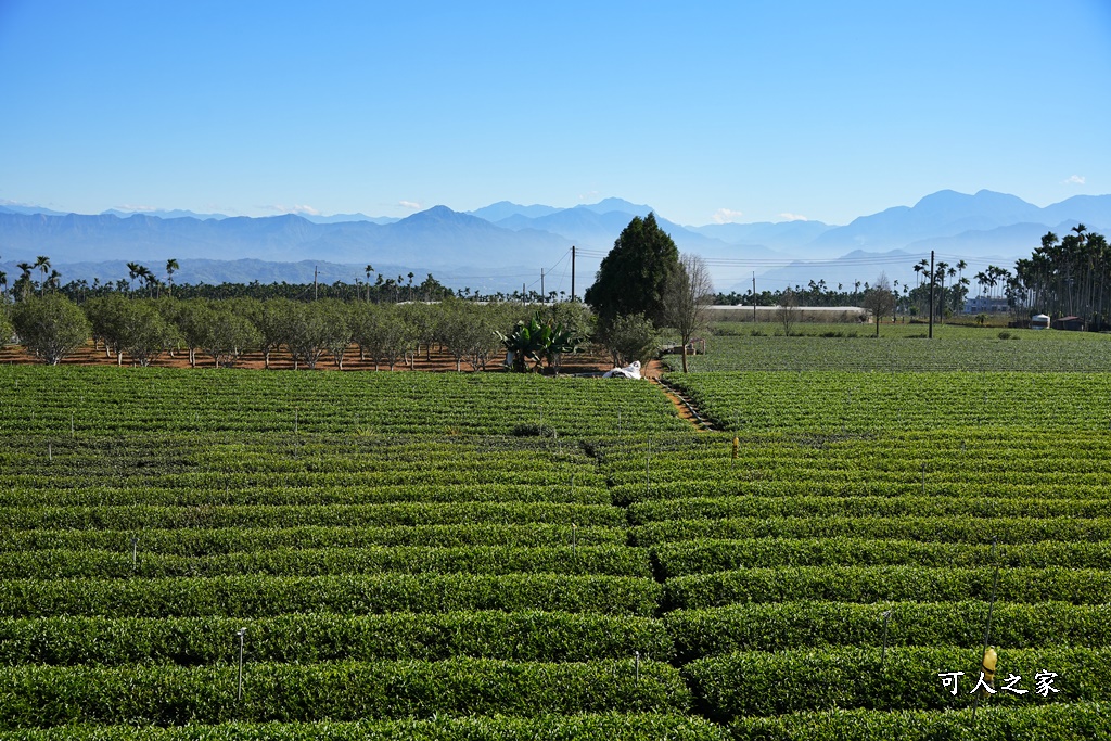 南投茶二指,茶2指高高橋,茶二指天空之橋