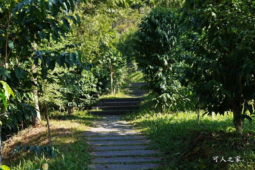 南投魚池鹿篙咖啡莊園,日月潭2日遊,魚池景點怎麼玩