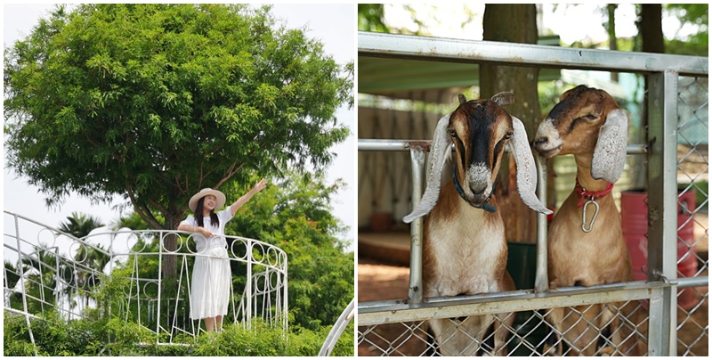 延伸閱讀：南投名間【茶2指故事館】新增小動物羊咩咩區，天空高高橋眺望茶園山景好陶醉