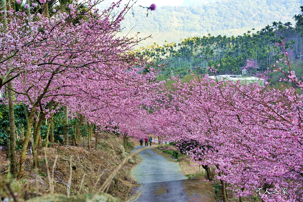 青山坪咖啡農場