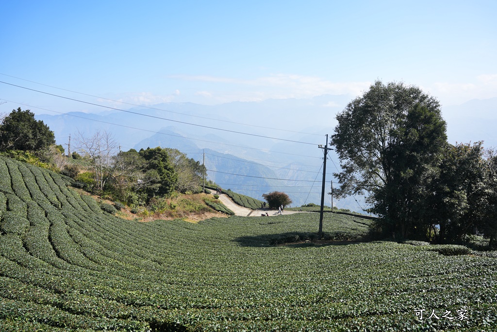 二尖山步道,嘉義抹茶山,嘉義景點步道,頂尖觀光農場,高山美景