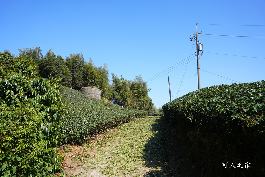 二尖山步道,嘉義抹茶山,嘉義景點步道,頂尖觀光農場,高山美景