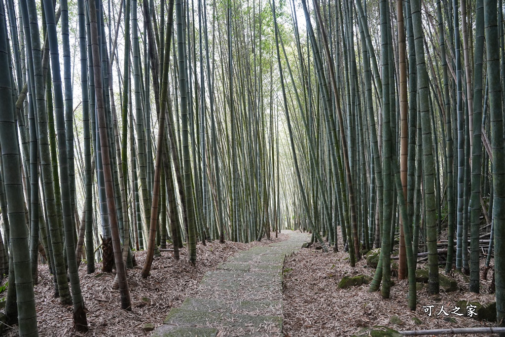 瑞里綠色隧道