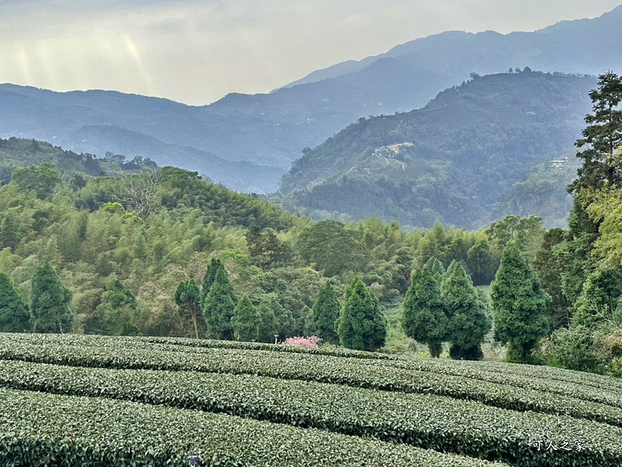 瑞里綠色隧道