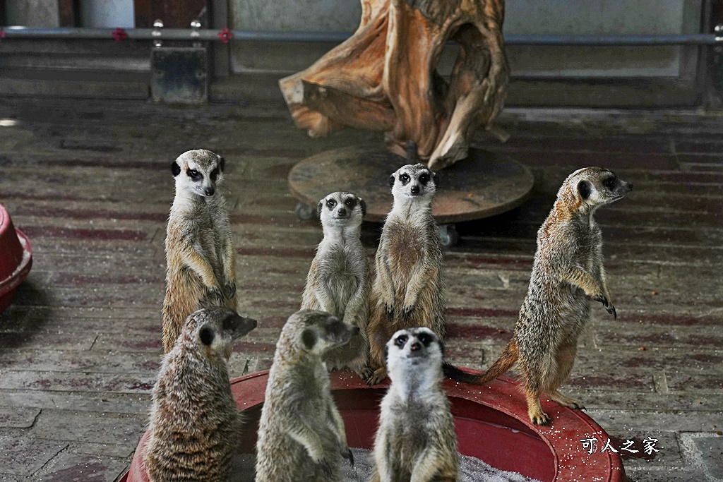 洄瀾灣景觀餐廳,洄瀾灣景觀餐廳 最新資訊,花蓮動物園,花蓮新景點,花蓮水豚君,花蓮狐獴,花蓮笑笑咩,花蓮草泥馬