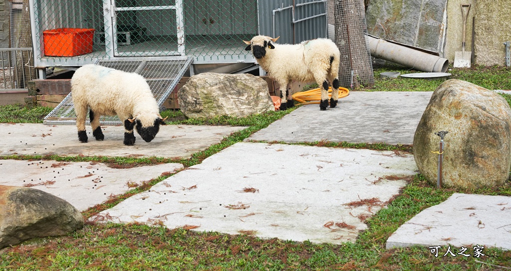 洄瀾灣景觀餐廳,洄瀾灣景觀餐廳 最新資訊,花蓮動物園,花蓮新景點,花蓮水豚君,花蓮狐獴,花蓮笑笑咩,花蓮草泥馬