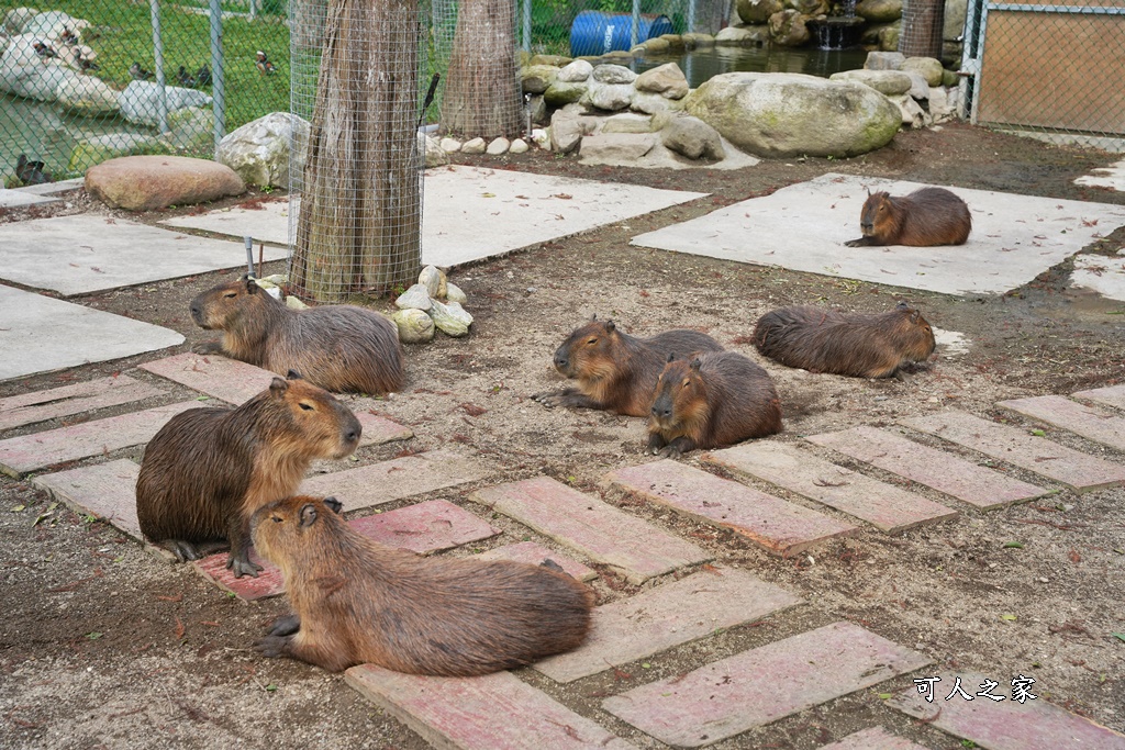 洄瀾灣景觀餐廳,洄瀾灣景觀餐廳 最新資訊,花蓮動物園,花蓮新景點,花蓮水豚君,花蓮狐獴,花蓮笑笑咩,花蓮草泥馬