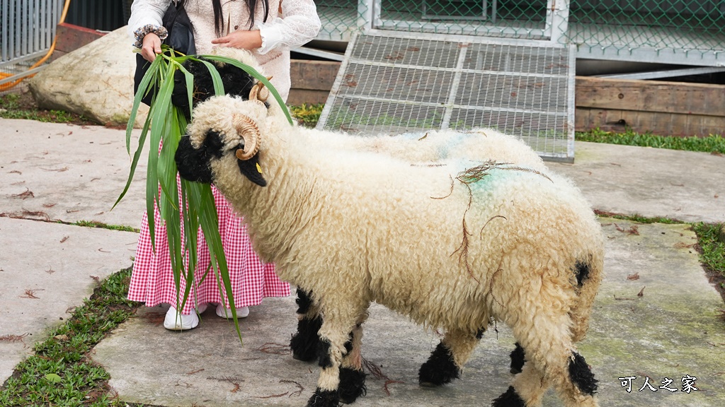 洄瀾灣景觀餐廳,洄瀾灣景觀餐廳 最新資訊,花蓮動物園,花蓮新景點,花蓮水豚君,花蓮狐獴,花蓮笑笑咩,花蓮草泥馬