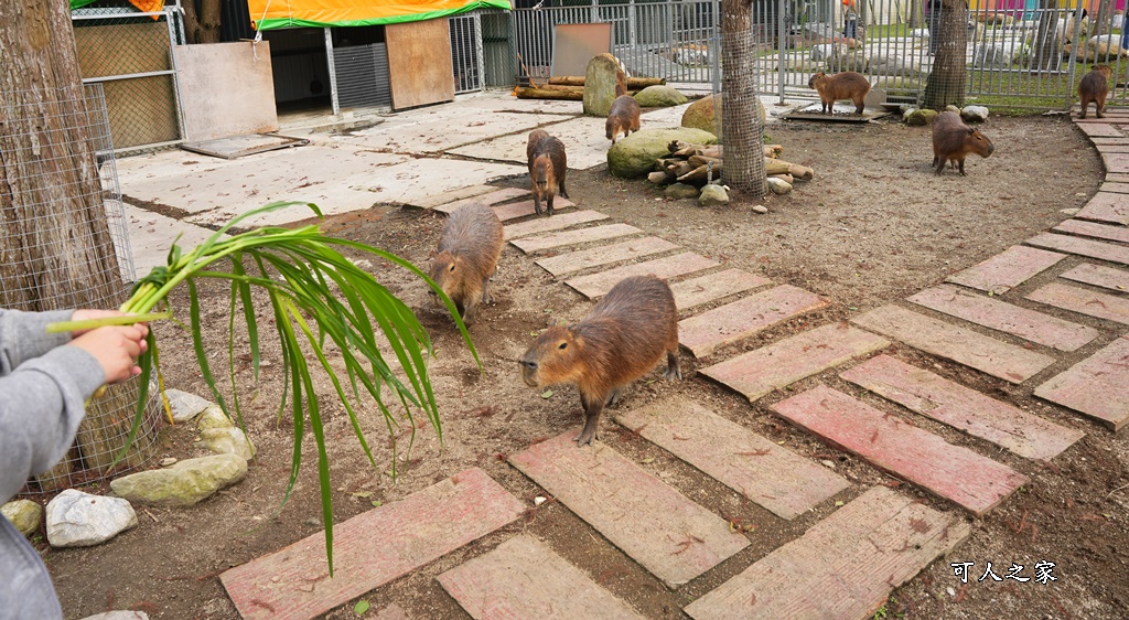 洄瀾灣景觀餐廳,洄瀾灣景觀餐廳 最新資訊,花蓮動物園,花蓮新景點,花蓮水豚君,花蓮狐獴,花蓮笑笑咩,花蓮草泥馬