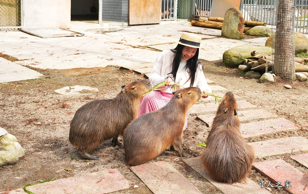 洄瀾灣景觀餐廳,洄瀾灣景觀餐廳 最新資訊,花蓮動物園,花蓮新景點,花蓮水豚君,花蓮狐獴,花蓮笑笑咩,花蓮草泥馬