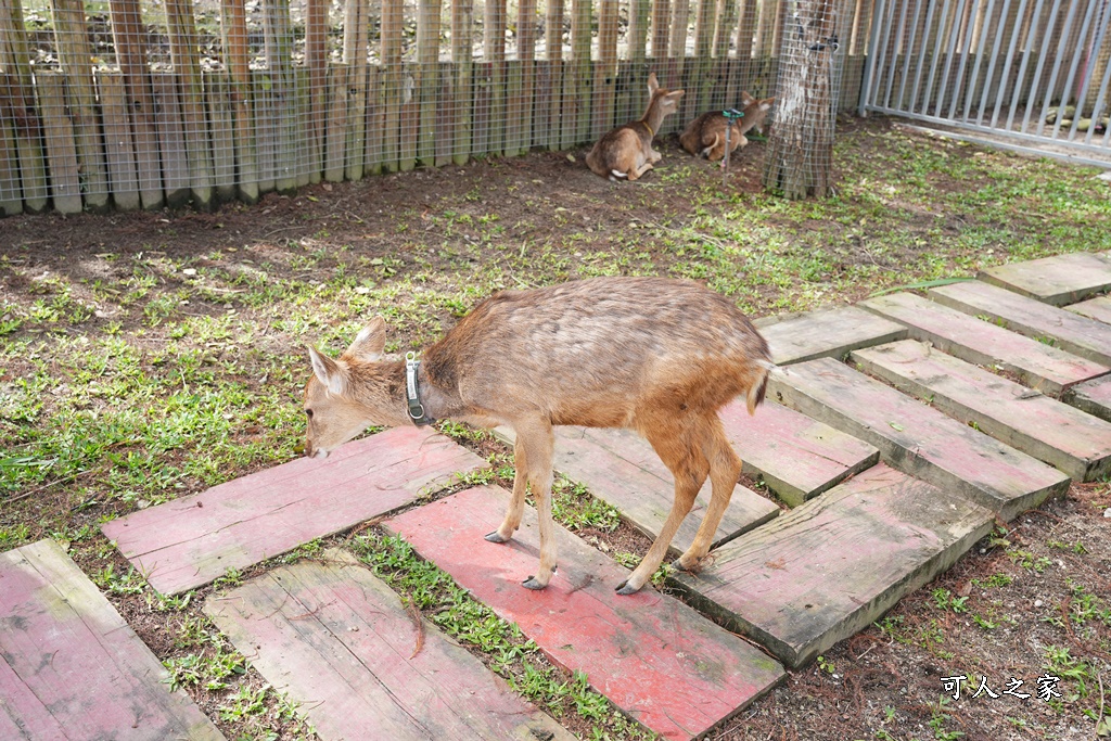 洄瀾灣景觀餐廳,洄瀾灣景觀餐廳 最新資訊,花蓮動物園,花蓮新景點,花蓮水豚君,花蓮狐獴,花蓮笑笑咩,花蓮草泥馬