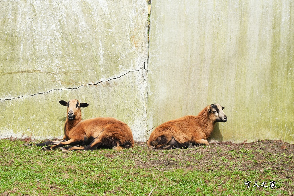 洄瀾灣景觀餐廳,洄瀾灣景觀餐廳 最新資訊,花蓮動物園,花蓮新景點,花蓮水豚君,花蓮狐獴,花蓮笑笑咩,花蓮草泥馬