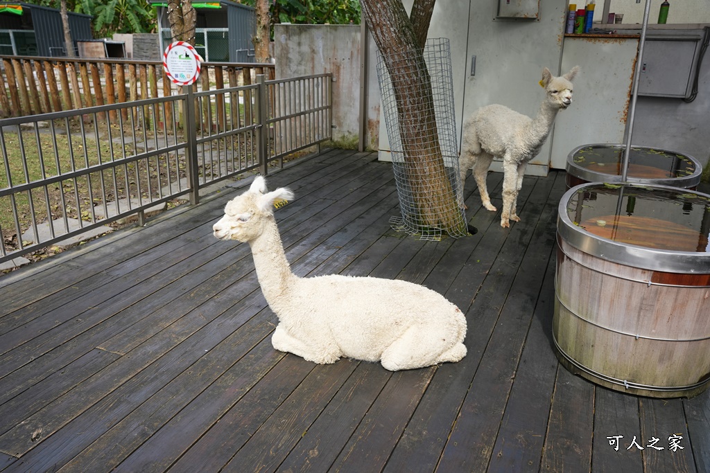 洄瀾灣景觀餐廳,洄瀾灣景觀餐廳 最新資訊,花蓮動物園,花蓮新景點,花蓮水豚君,花蓮狐獴,花蓮笑笑咩,花蓮草泥馬