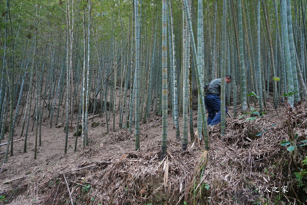 瑞里綠色隧道