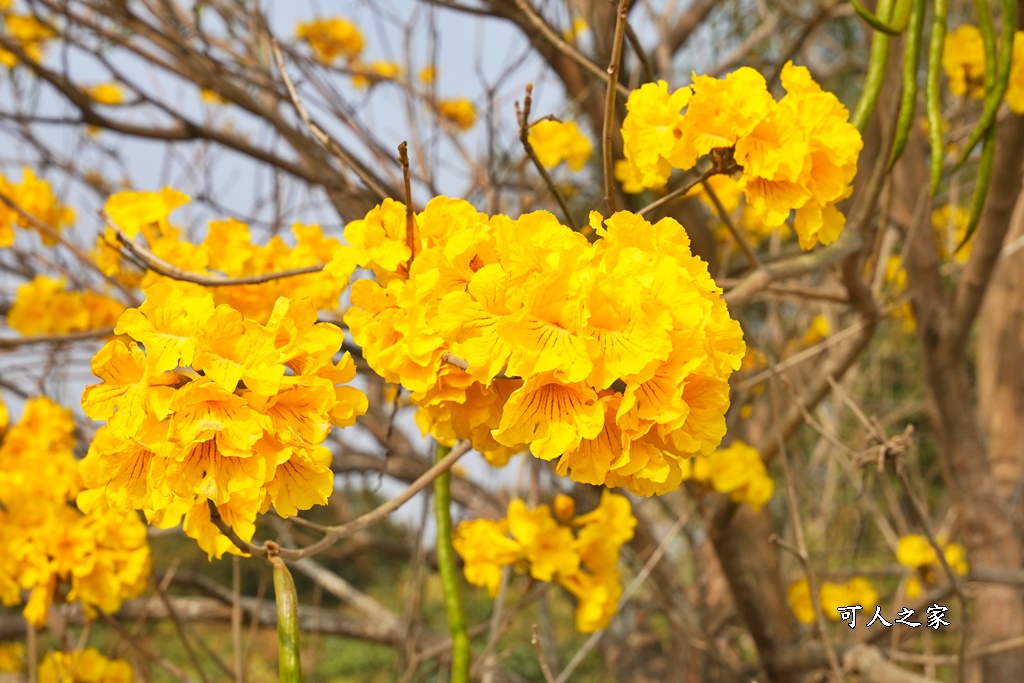 黃花風鈴木