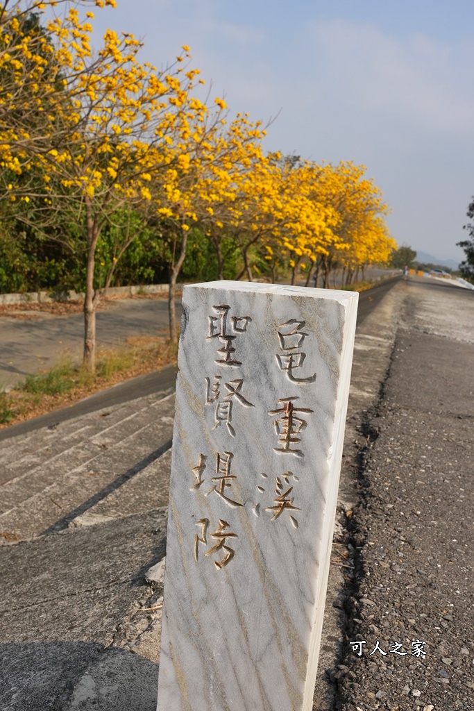 黃花風鈴木