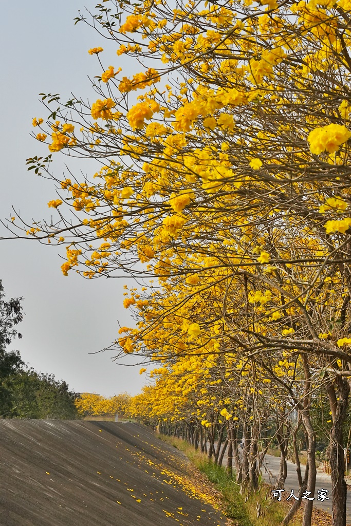 黃花風鈴木