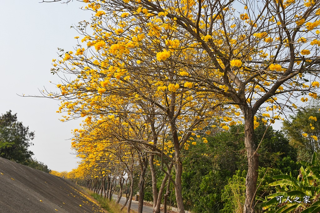 黃花風鈴木