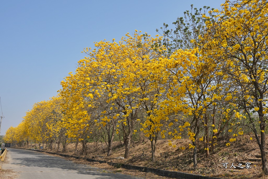 溪底寮黃花風鈴木