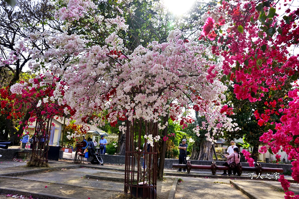 橋頭糖廠,鐵園迷城九重葛