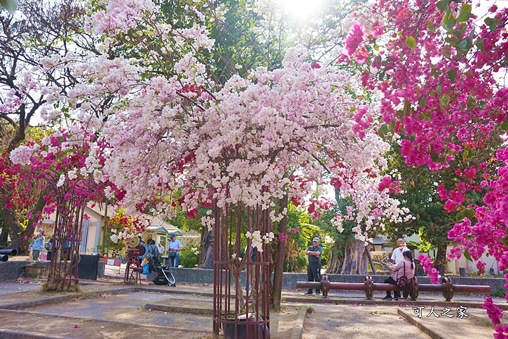 橋頭糖廠,鐵園迷城九重葛