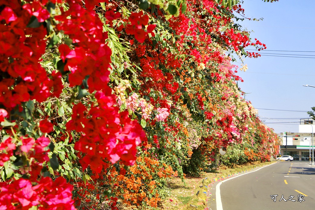 田中花卉廊道，九重葛花牆