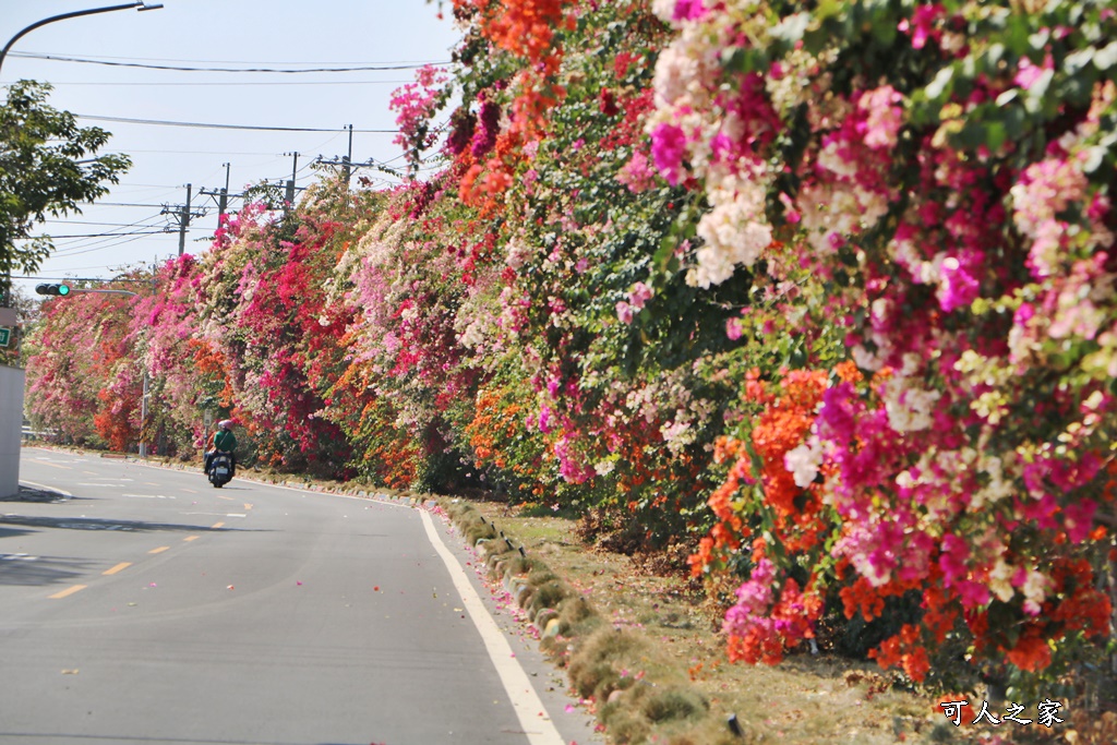 田中花卉廊道，九重葛花牆