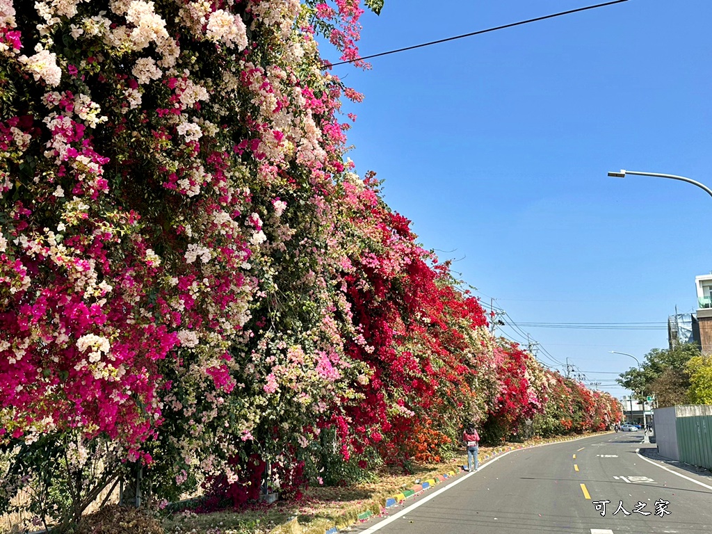 田中花卉廊道，九重葛花牆